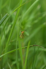 Limonia phragmitidis