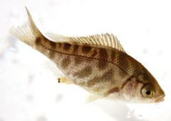 Hysterocarpus traskii pomo