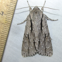 Acronicta texana