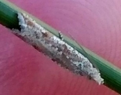 Cactoblastis cactorum