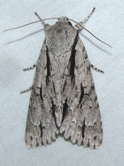 Acronicta texana