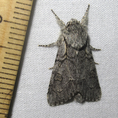 Acronicta tota