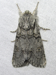 Acronicta tota