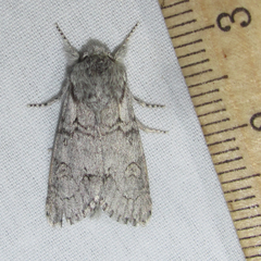 Acronicta tota