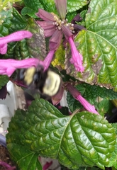 Bombus pensylvanicus image