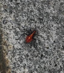 Boisea trivittata