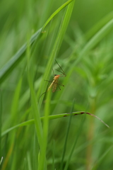 Limonia phragmitidis