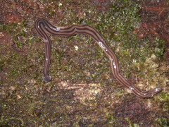 Diversibipalium multilineatum