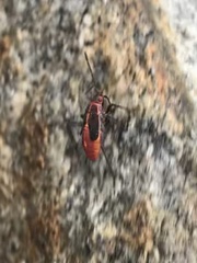 Boisea trivittata