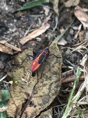 Boisea trivittata