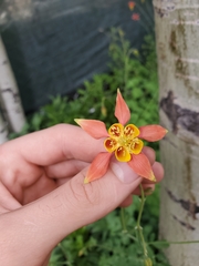 Aquilegia elegantula
