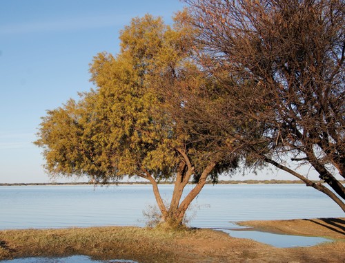 Searsia lancea