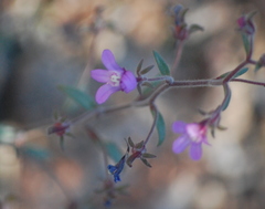 Chaenorhinum