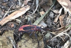 Boisea trivittata