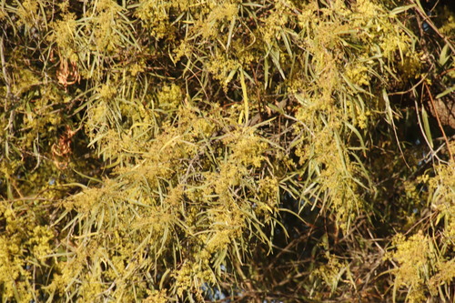 Searsia lancea