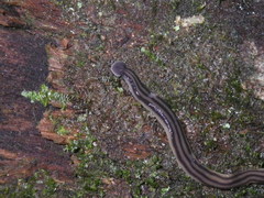Diversibipalium multilineatum