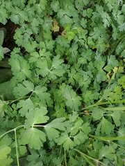 Aquilegia elegantula