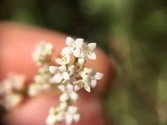 Galium
