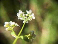 Galium