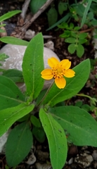 Melampodium longipilum