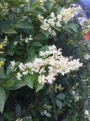 Ligustrum vulgare