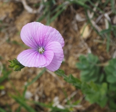 Linum viscosum
