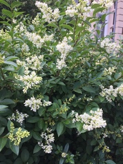 Ligustrum vulgare