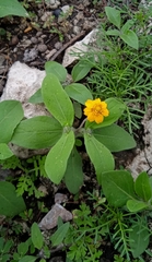 Melampodium longipilum