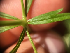 Galium