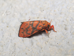 Integrivalvia exclusa