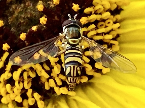 iNaturalist observation photo of Oblique Streaktail