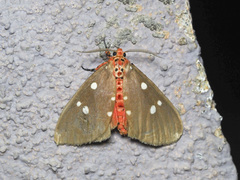 Tinolius eburneigutta