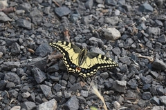 Papilio machaon oregonius