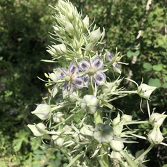Frasera speciosa