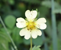 Potentilla recta
