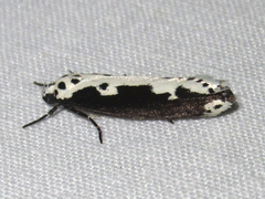 Ethmia semilugens