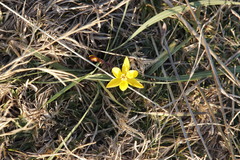 Duthiastrum linifolium
