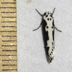 Ethmia semilugens