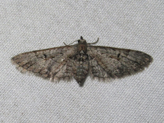 Eupithecia bolterii