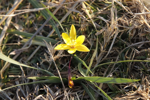 Grassveld Star (Duthiastrum linifolium)