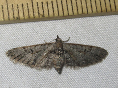 Eupithecia bolterii