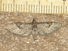 Eupithecia bolterii