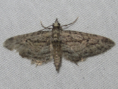 Eupithecia longidens