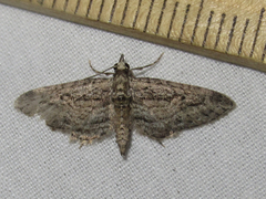 Eupithecia longidens