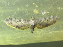 Eupithecia jejunata