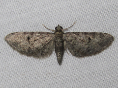 Eupithecia jejunata