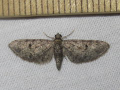 Eupithecia jejunata
