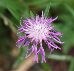 Centaurea stoebe