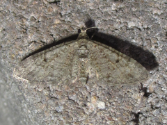 Eupithecia jejunata