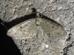 Eupithecia jejunata
